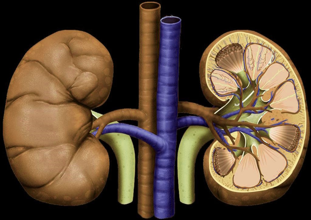 Прорыв ученых: создана «универсальная почка», которая подойдет любому пациенту. Что это значит для тысяч людей в очереди на трансплантацию